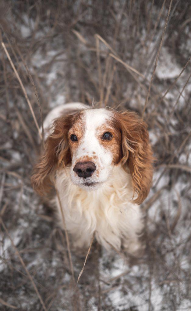 Portrait of a pedigree spaniel dog in grass and snow.