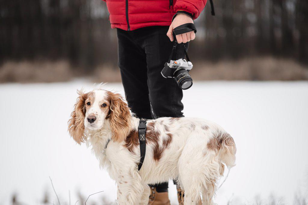 Spaniel dog stands next to man holding a camera.