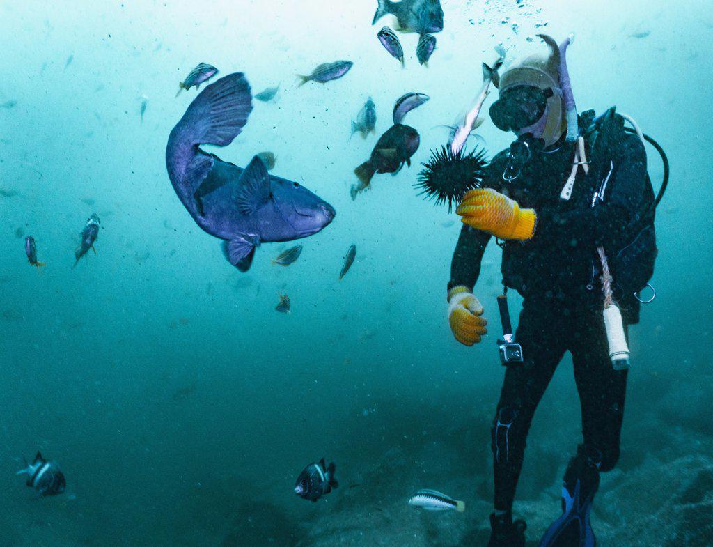 diver feeding fish with sea urchin at South West Rocks