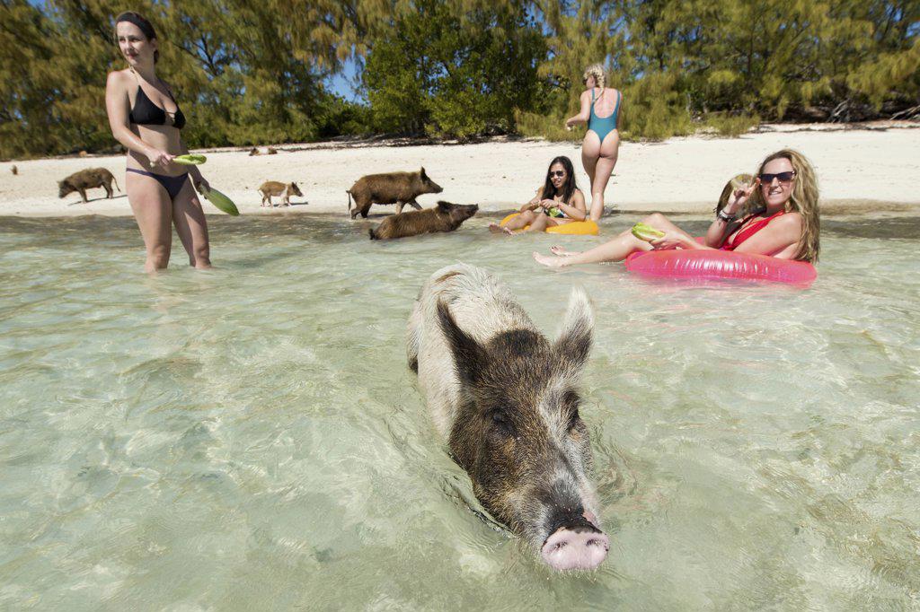 Young females enjoying beach with pigs in Bahamas