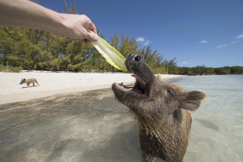 feeding pigs on beach in Bahamas