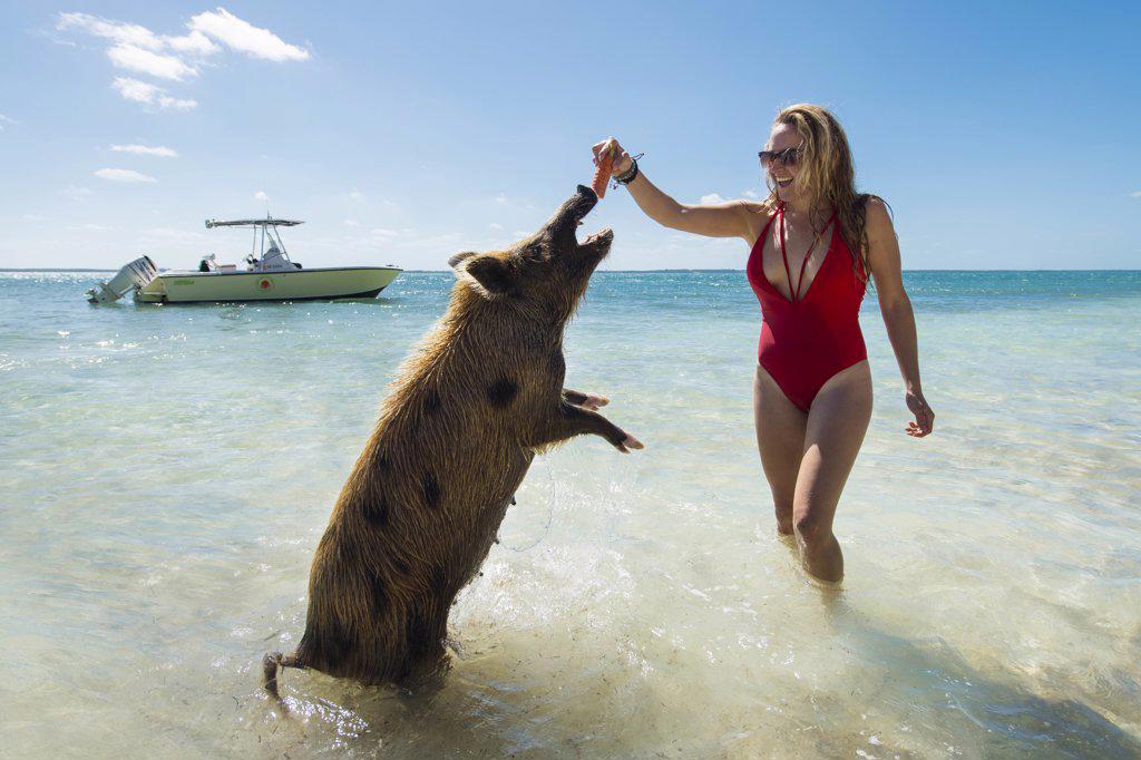 Young female feeding pigs on beach in Bahamas