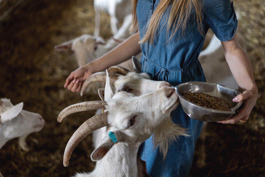 Couple feeding goats on the farm, view of many goat heads, farming, ec