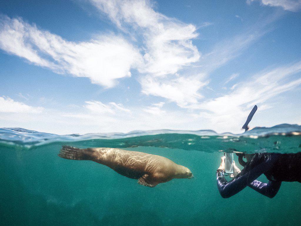 Teen Girl Taking Photo of Sea Lion with Phone While Snorkeling