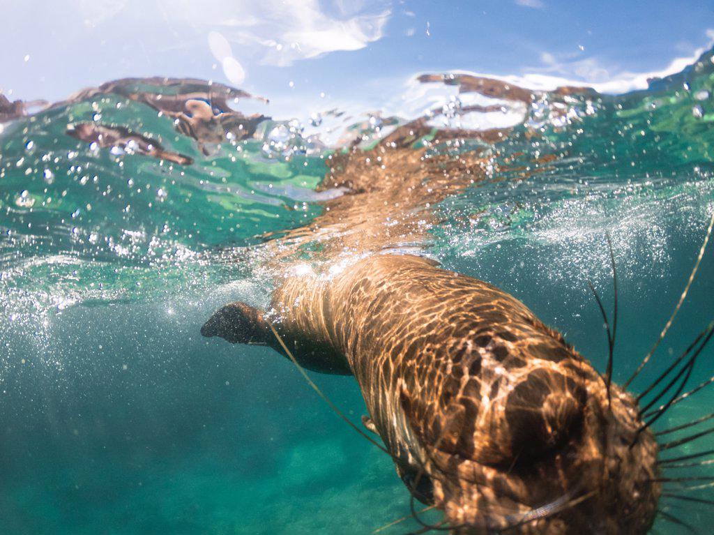 Curious Sea Lion Looks at Camera Under Water in La Paz, Mexico