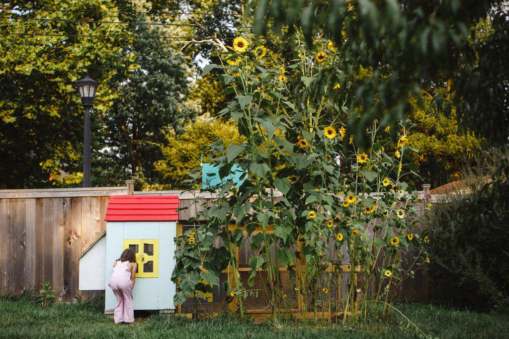 A little girl peers into chicken coop window in flower-filled yard