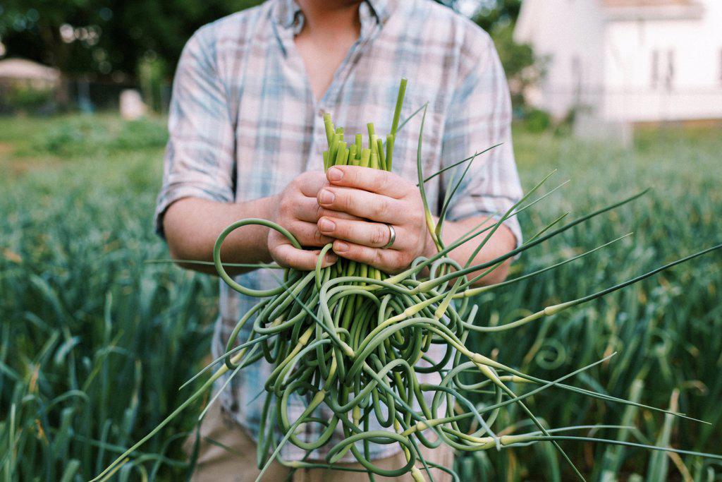 Man holding fresh harvested garlic scapes in his hands