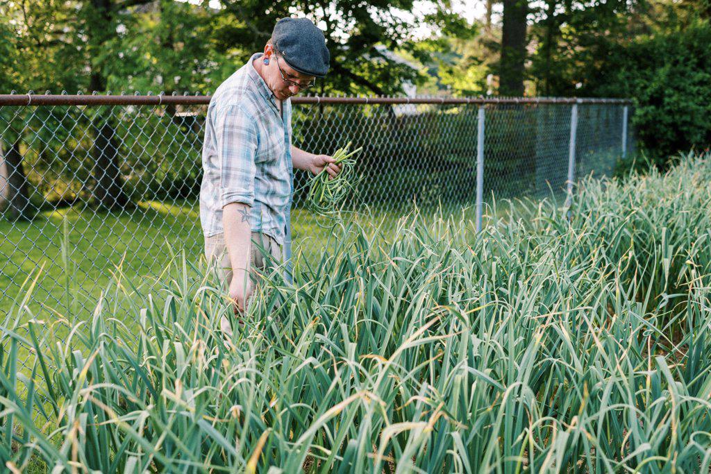 Milennial farmer in his backyard pulling up garlic scapes