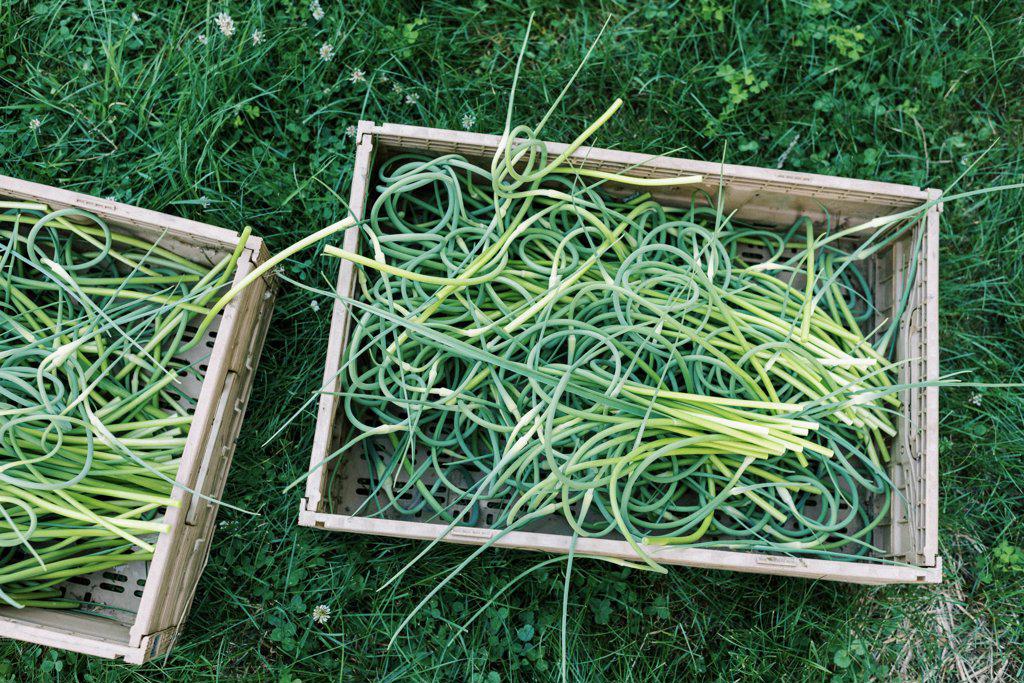 Harvest crate full of fresh hardneck garlic scapes on farm