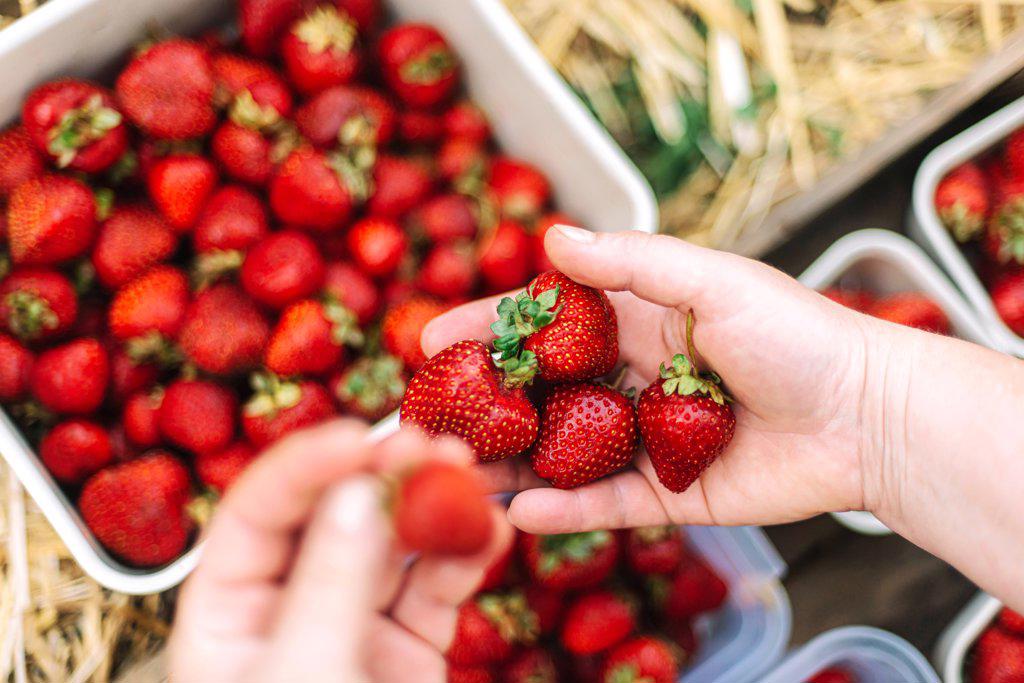 Close up shot of a person hands picking strawberries