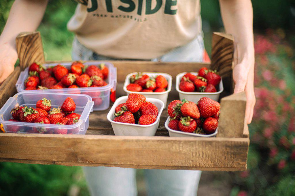 woman harvesting ripe strawberries in farm