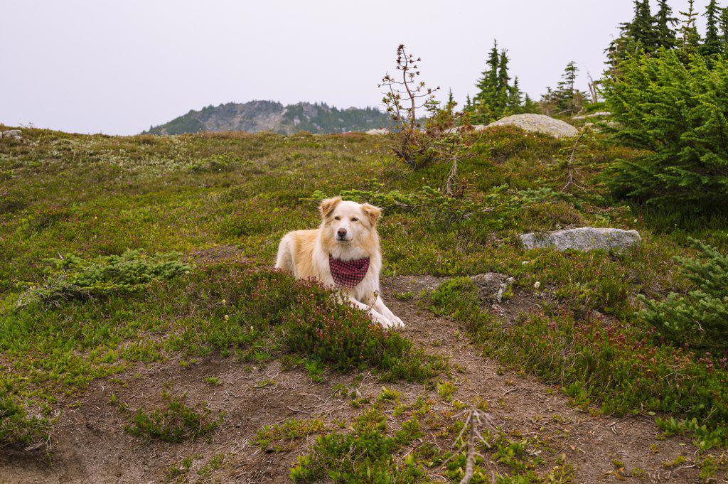 Cute dog laying down among the heather in the north cascades alpine