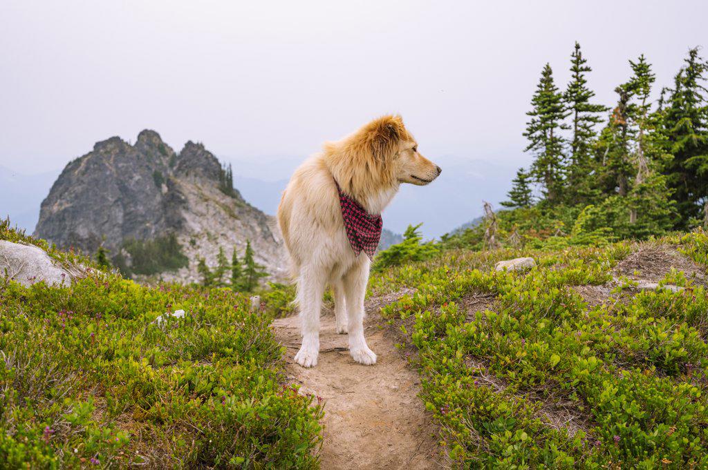 Cute dog in the alpine of the north cascade mountains