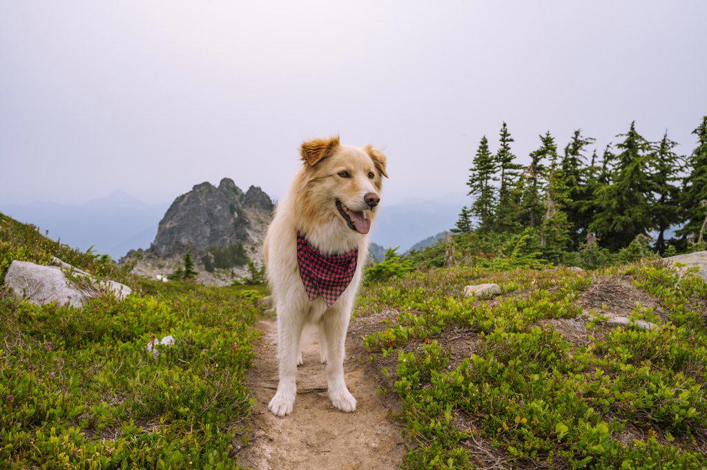 Fluffy dog hiking in the north cascade mountains