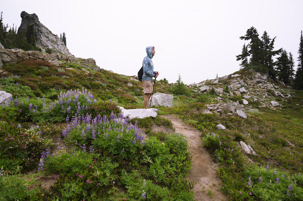 Hiker standing in the alpine with wildflowers