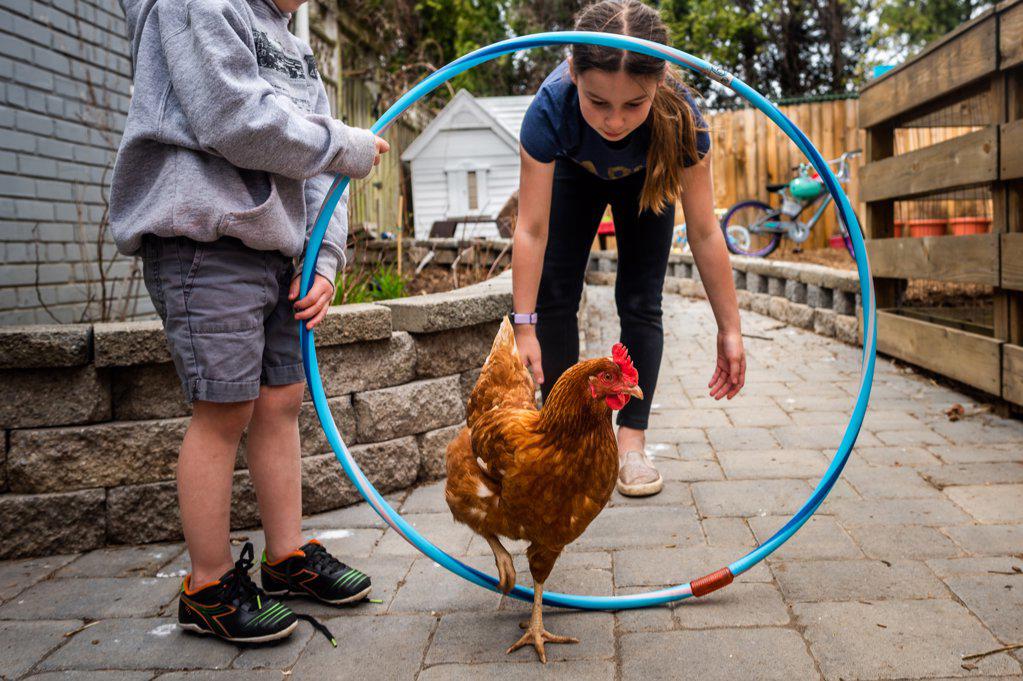 Children training a chicken to walk through a hula hoop
