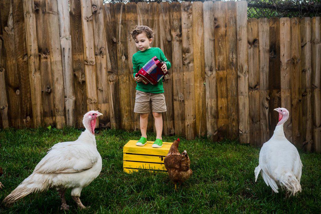 Backyard accordion concert for chickens
