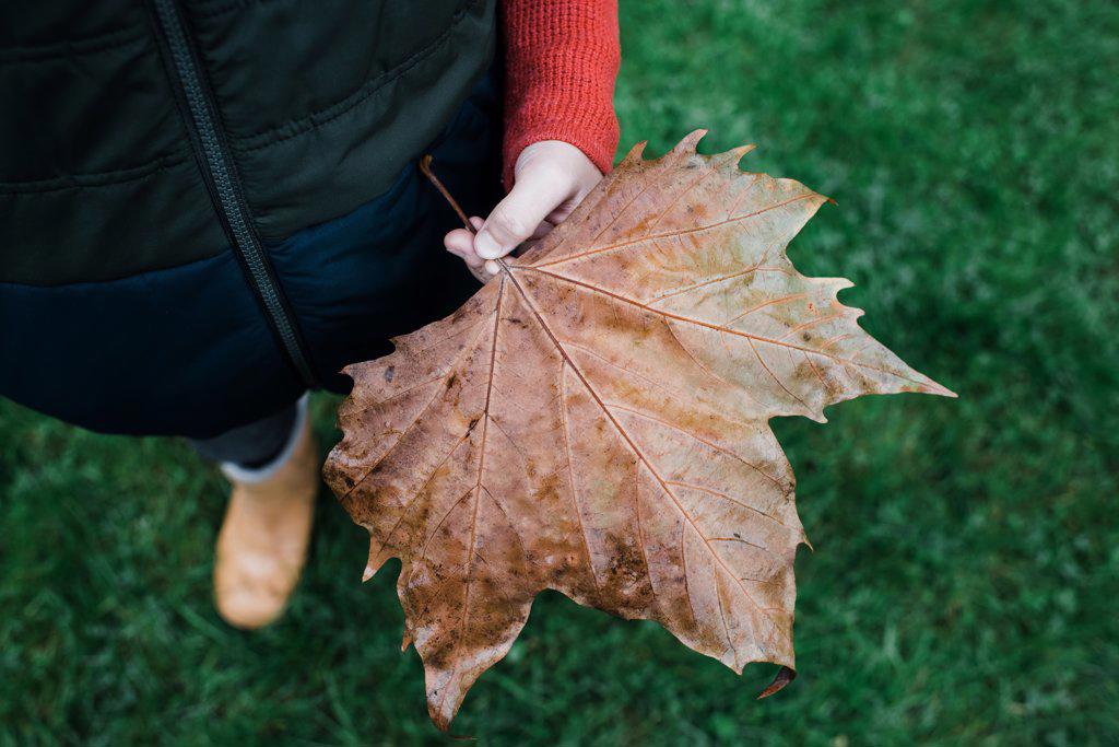 Child's hand holding a large maple leaf whilst outside in autumn
