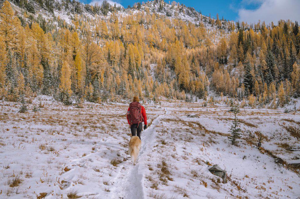 Female Hiker and Dog Hiking Through Larches In The Fall