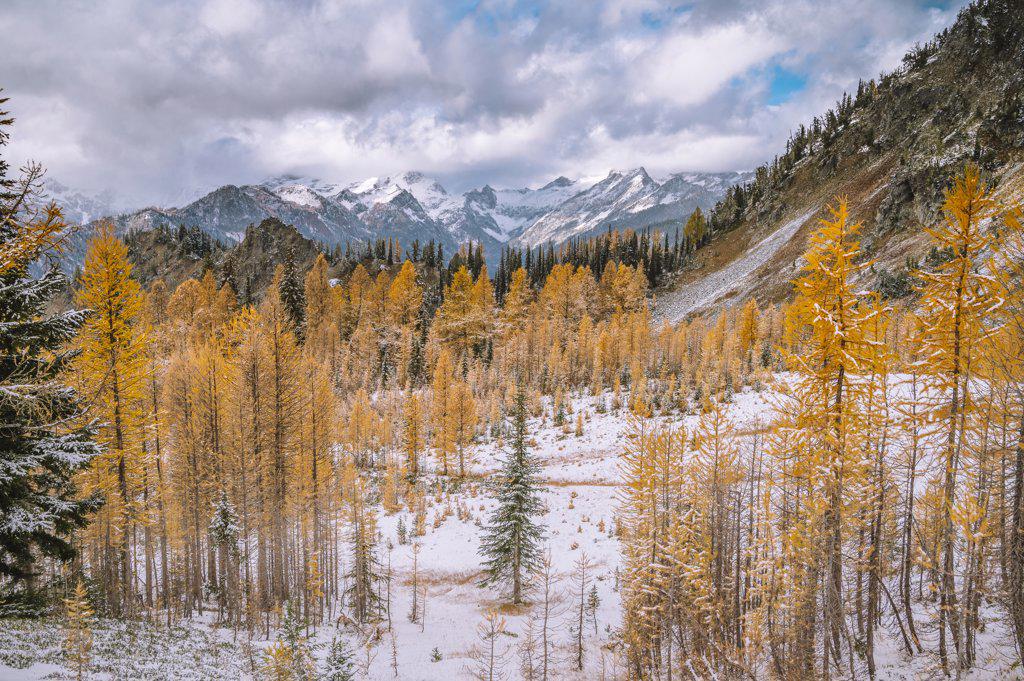 Golden Larches In The Fall With Snow