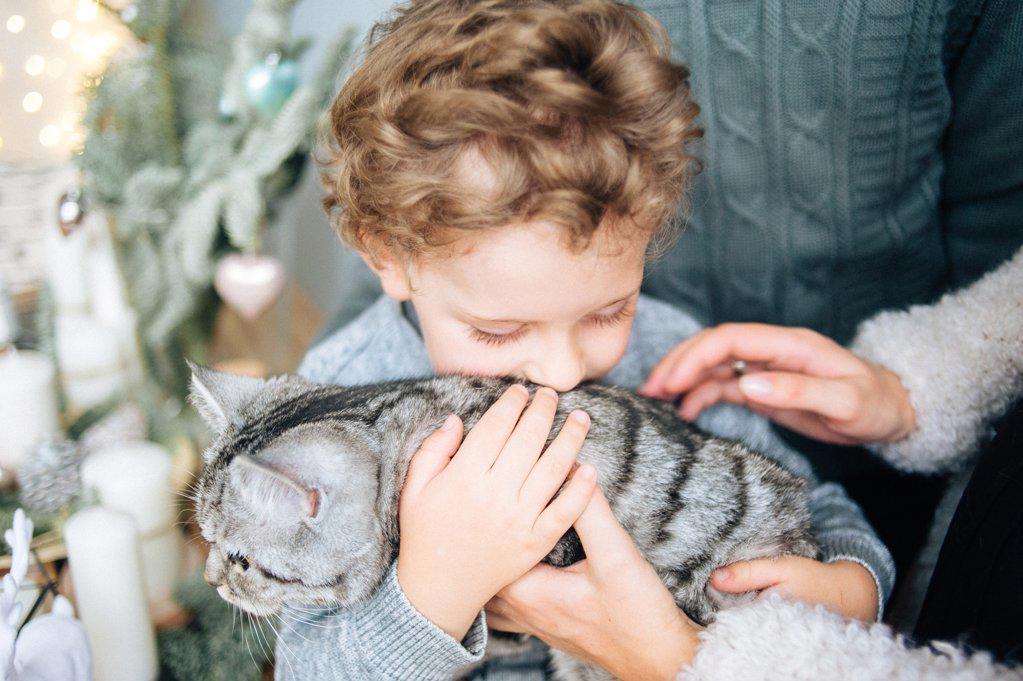 Little boy hugs and kiss gray British cat in Christmas decorated room.