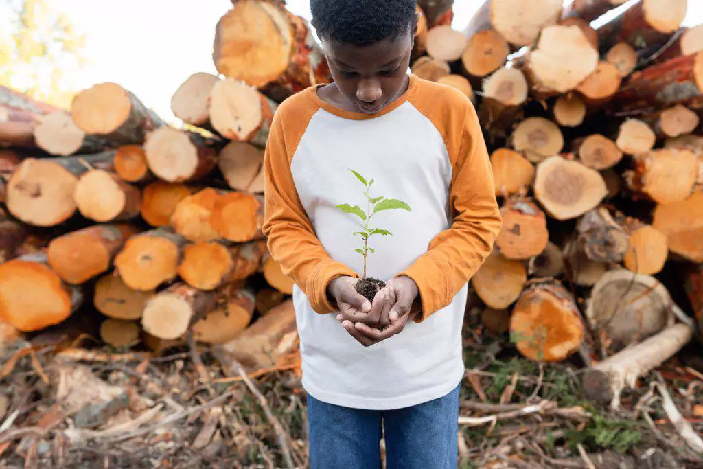 Young Black boy looks down at sapling in his hands