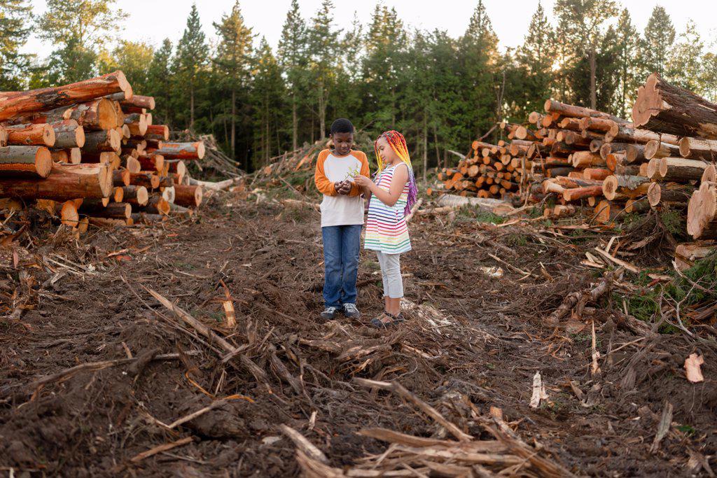 Siblings stand on logging site