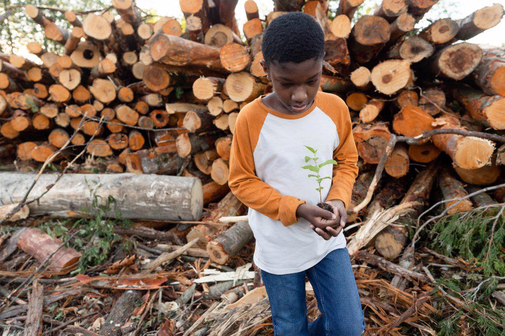 Young Black boy holds sapling