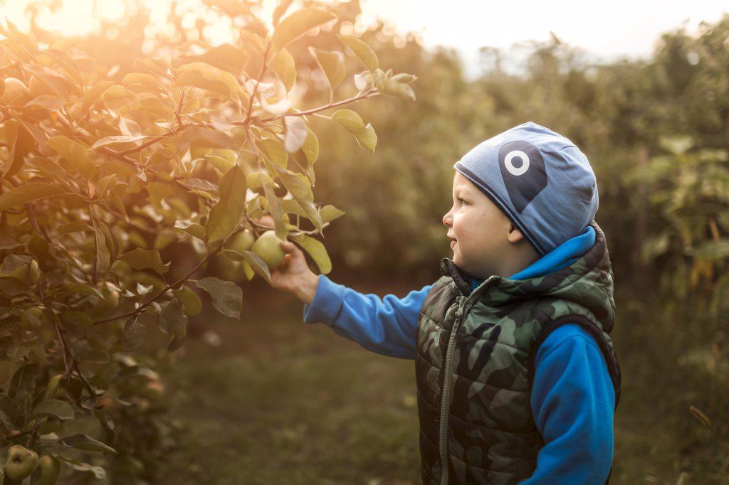 Toddler boy in blue sweatshirt picking up apples in garden