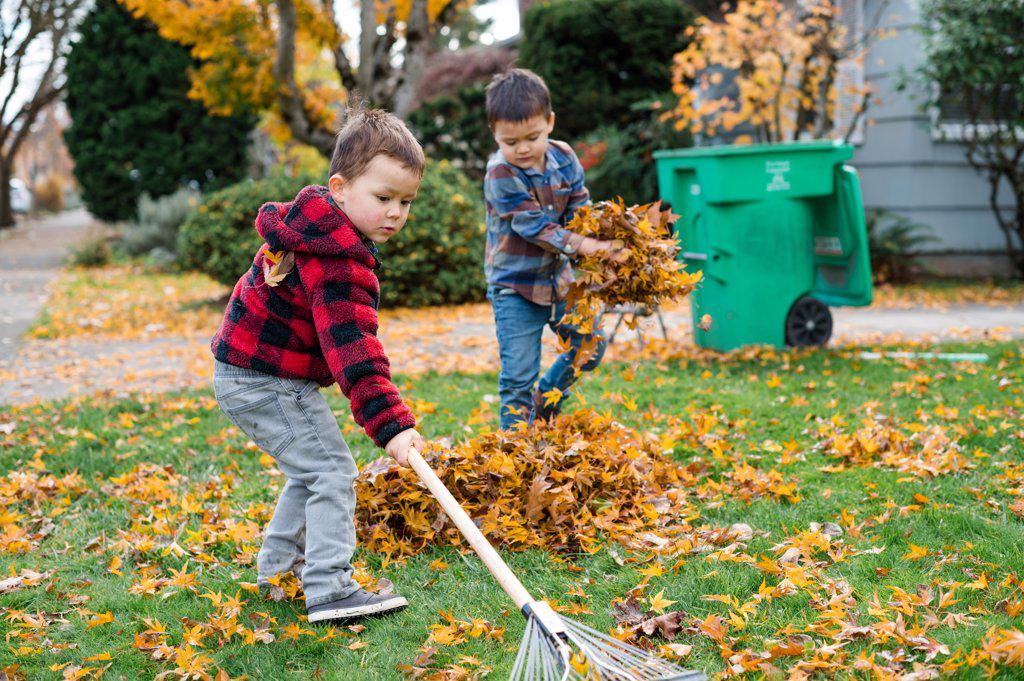 Brothers working together to rake leaves in yard