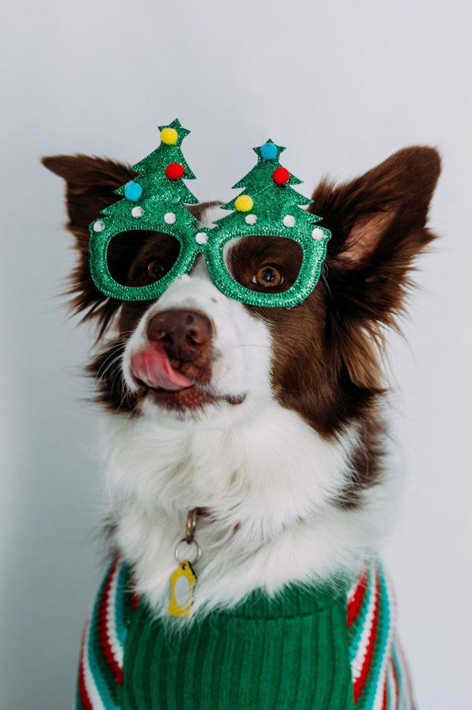 Goofy dog wearing christmas glasses