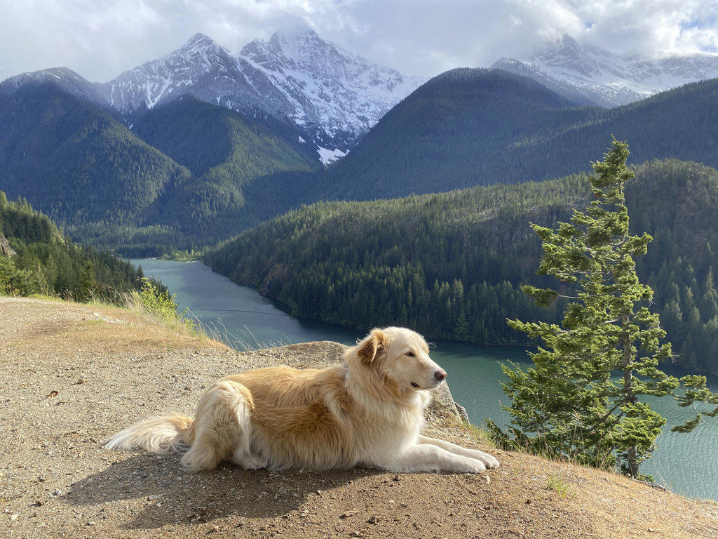 Dog laying down above Diablo Lake in The North Cascades
