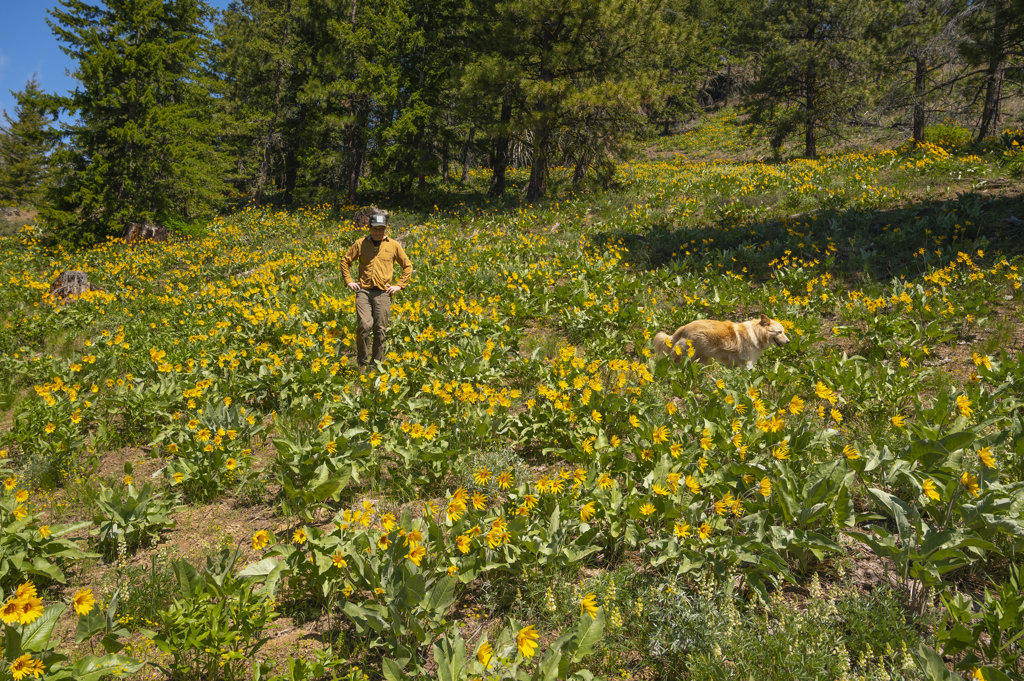 Male and dog walking through a field of wildflowers