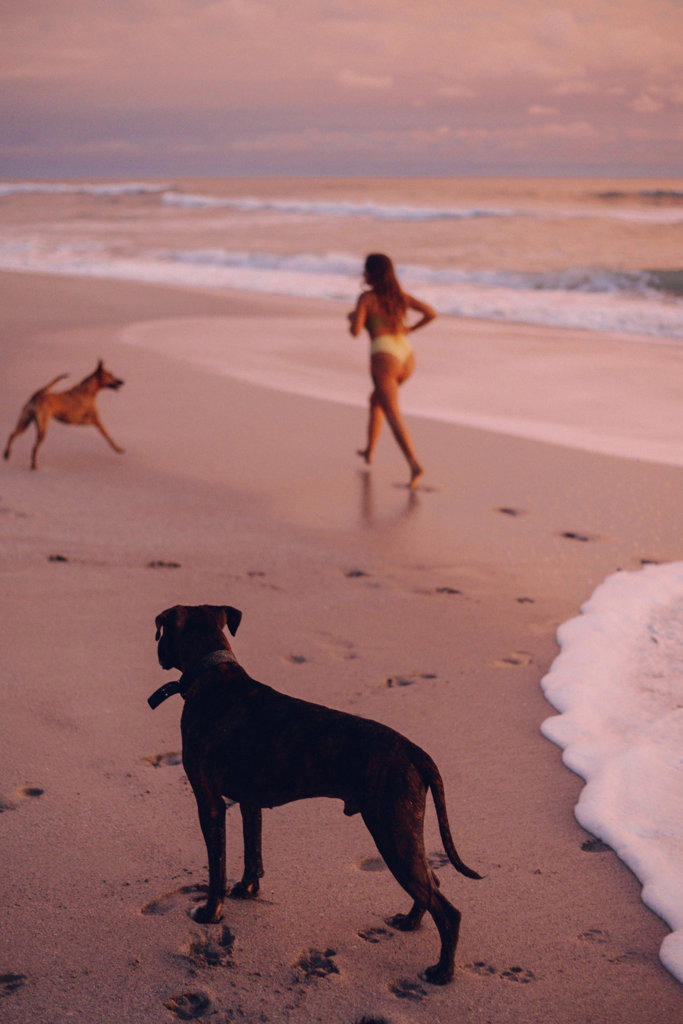 dogs running on the beach with their owner