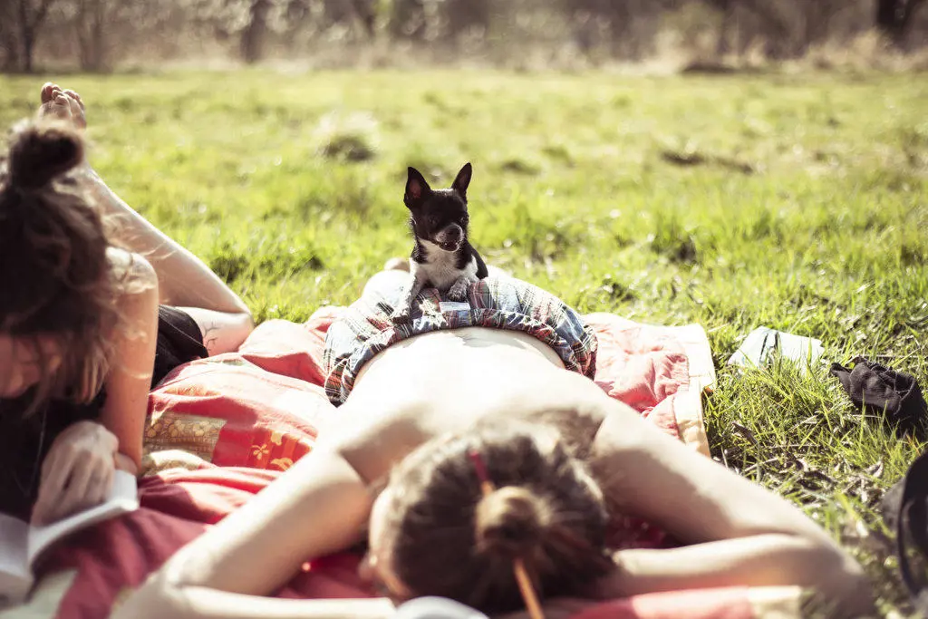 Small tiny chihuahua sitting on sun baking female at a picnic