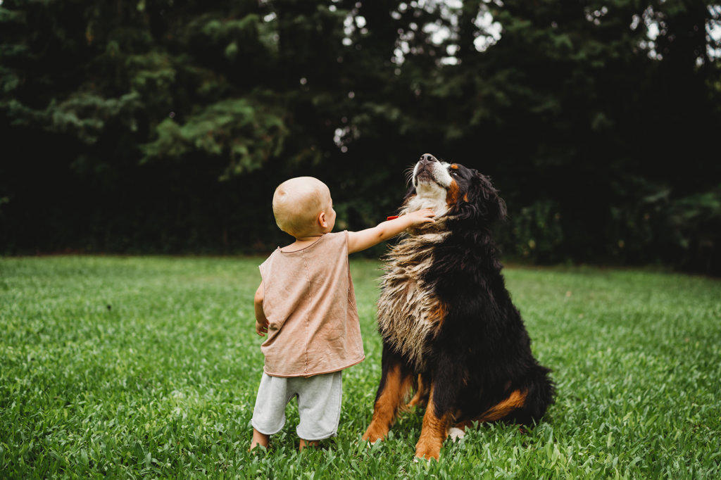 Young child petting his Bernese Mountain Dog outside in summer