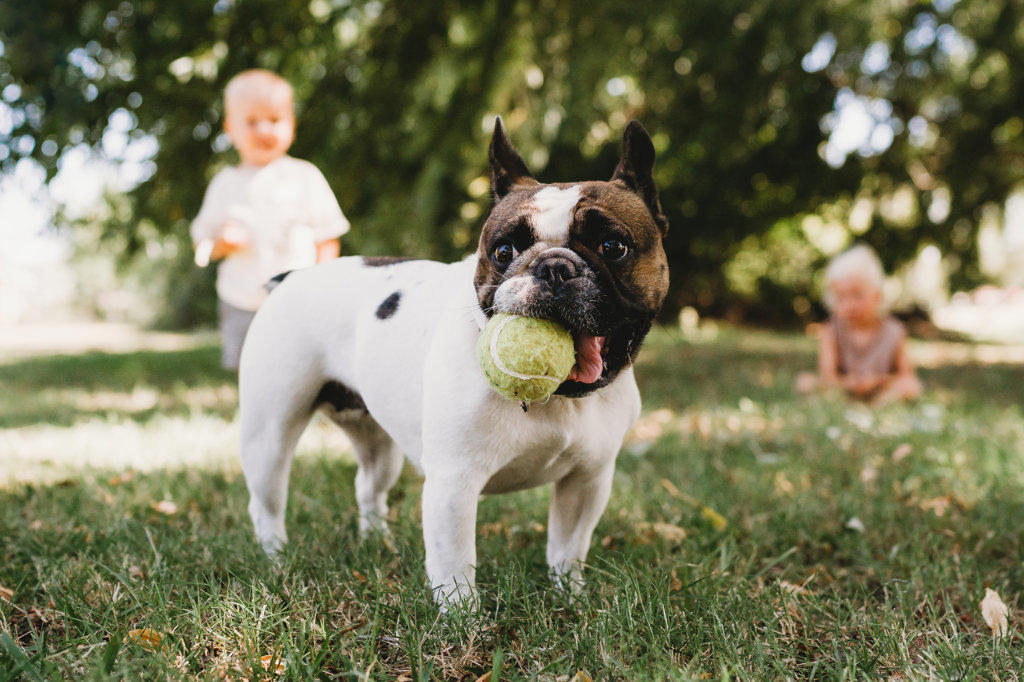 French bulldog playing outside with kids with ball in mouth