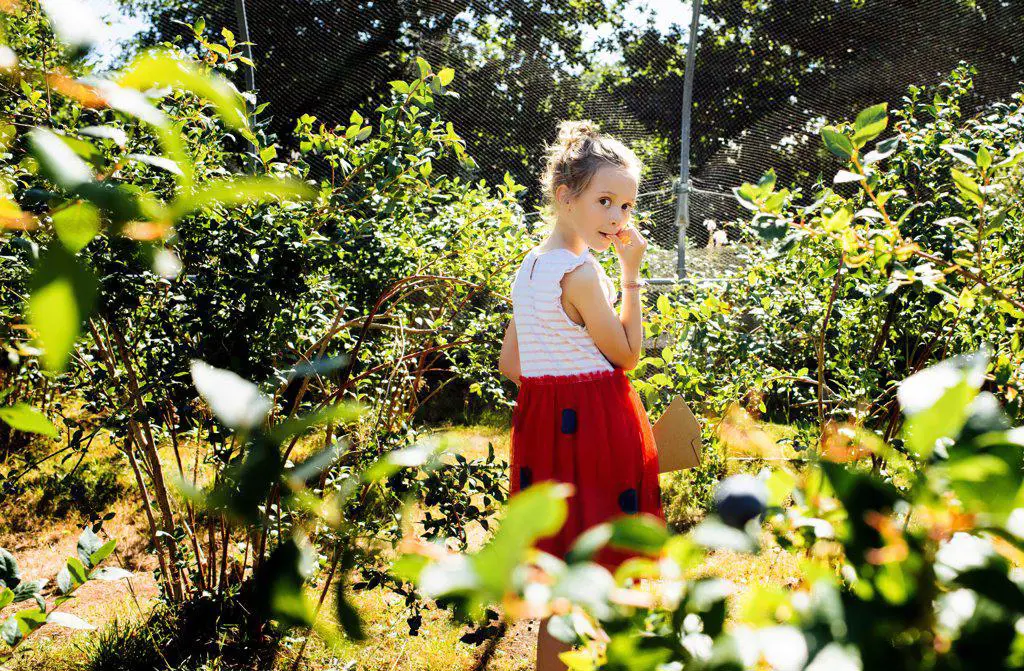 child eating blueberries whilst picking them at a pick your own farm