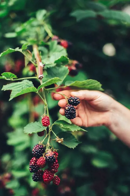 woman harvesting blackberries from plants at farm