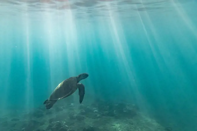 sea turtle swims through light streaks towards the surface of the sea
