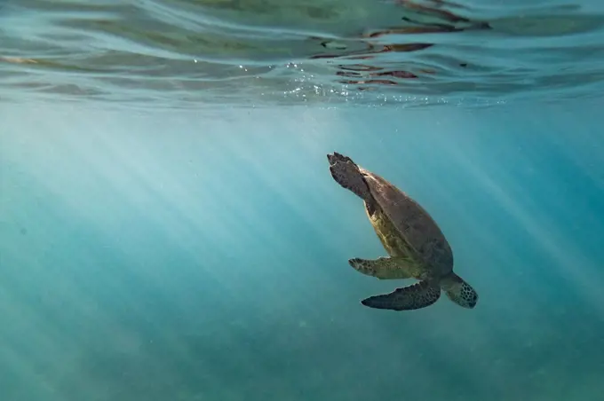 Sea turtle diving down from the surface of the ocean in hawaii