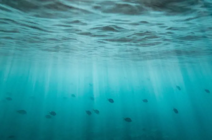 school of fish swim through light streaks under the ocean's surface