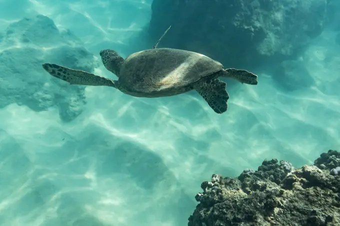 Sea turtle swims towards the ocean floor in hawaii
