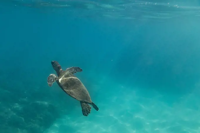 A sea turtle floats to the surf in the teal waters of Oahu, Hawaii