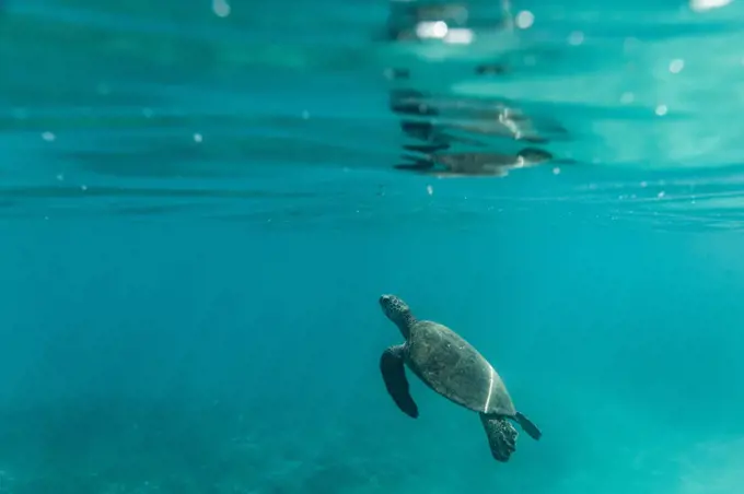 A small sea turtle swims towards the surface of the oahu ocean