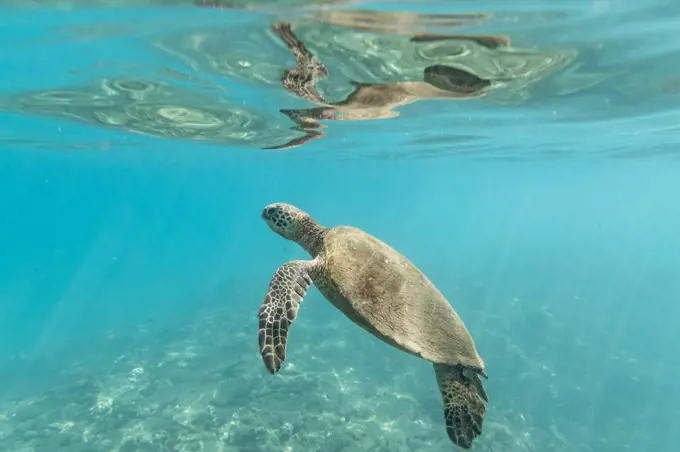 Sea turtle swims to the surface of the clear blue ocean in hawaii