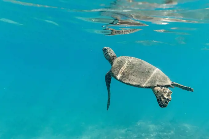 A small sea turtle  swims to the surface of the clear hawaii ocean