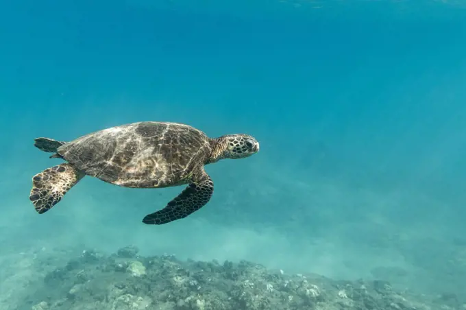 Sea turtle swims through the ocean off Oahu, Hawaii