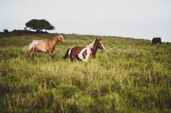 Two horses run through grassy field