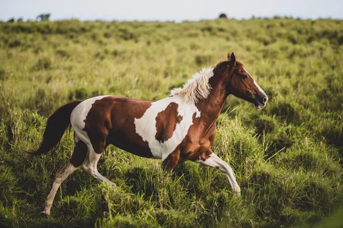 Brown and white spotted horse running through green grassy field